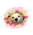 チワックス犬。（個別スタンプ：13）