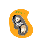チワックス犬。（個別スタンプ：14）