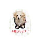 チワックス犬。（個別スタンプ：15）