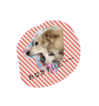 チワックス犬。（個別スタンプ：16）