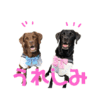 黒ラブびーたん＆チョコラブケリー4（個別スタンプ：1）