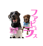 黒ラブびーたん＆チョコラブケリー4（個別スタンプ：2）
