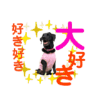 黒ラブびーたん＆チョコラブケリー4（個別スタンプ：3）