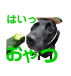 黒ラブびーたん＆チョコラブケリー4（個別スタンプ：9）