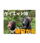 黒ラブびーたん＆チョコラブケリー4（個別スタンプ：10）