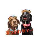 黒ラブびーたん＆チョコラブケリー4（個別スタンプ：19）