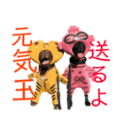 黒ラブびーたん＆チョコラブケリー4（個別スタンプ：38）