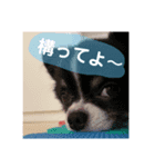 ひまわりベビー（個別スタンプ：3）