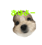 ちぇるらぶ（個別スタンプ：8）