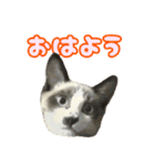 ツナとハムの日常スタンプ（個別スタンプ：1）