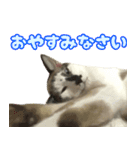 ツナとハムの日常スタンプ（個別スタンプ：2）