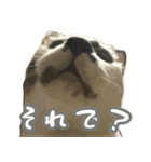 ツナとハムの日常スタンプ（個別スタンプ：11）