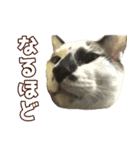 ツナとハムの日常スタンプ（個別スタンプ：19）