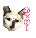 ツナとハムの日常スタンプ（個別スタンプ：21）