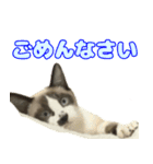 ツナとハムの日常スタンプ（個別スタンプ：22）