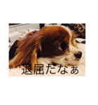 キャバリア リノちゃん 実写版3（個別スタンプ：1）
