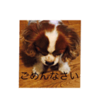 キャバリア リノちゃん 実写版3（個別スタンプ：2）