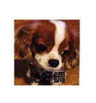 キャバリア リノちゃん 実写版3（個別スタンプ：3）