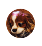 キャバリア リノちゃん 実写版3（個別スタンプ：6）