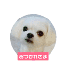 ふうおやつ（個別スタンプ：21）