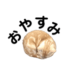 猫のチルくん（個別スタンプ：1）