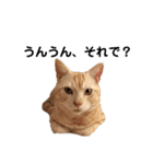 猫のチルくん（個別スタンプ：3）