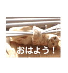 猫のチルくん（個別スタンプ：4）