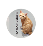 猫のチルくん（個別スタンプ：5）