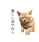 猫のチルくん（個別スタンプ：6）