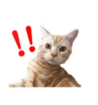 猫のチルくん（個別スタンプ：8）