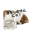 もっふもふにゃんこ（個別スタンプ：3）