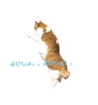 もっふもふにゃんこ（個別スタンプ：4）