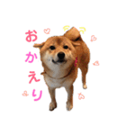 柴犬(うめ)スタンプ（個別スタンプ：1）
