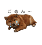 柴犬(うめ)スタンプ（個別スタンプ：2）
