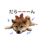 柴犬(うめ)スタンプ（個別スタンプ：5）