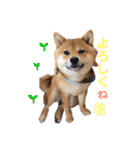 柴犬(うめ)スタンプ（個別スタンプ：6）