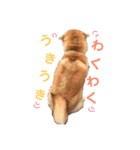 柴犬(うめ)スタンプ（個別スタンプ：7）