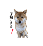 柴犬(うめ)スタンプ（個別スタンプ：8）