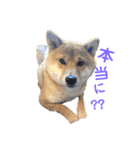 柴犬(うめ)スタンプ（個別スタンプ：9）