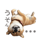 柴犬(うめ)スタンプ（個別スタンプ：10）