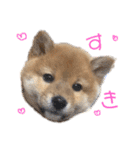 柴犬(うめ)スタンプ（個別スタンプ：11）