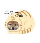 柴犬(うめ)スタンプ（個別スタンプ：12）