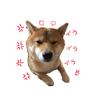 柴犬(うめ)スタンプ（個別スタンプ：13）