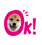 柴犬(うめ)スタンプ（個別スタンプ：14）