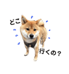 柴犬(うめ)スタンプ（個別スタンプ：16）