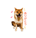 柴犬(うめ)スタンプ（個別スタンプ：17）