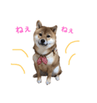 柴犬(うめ)スタンプ（個別スタンプ：18）