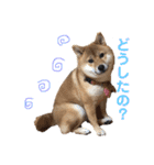 柴犬(うめ)スタンプ（個別スタンプ：19）