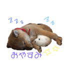 柴犬(うめ)スタンプ（個別スタンプ：20）