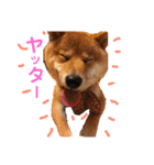 柴犬(うめ)スタンプ（個別スタンプ：21）